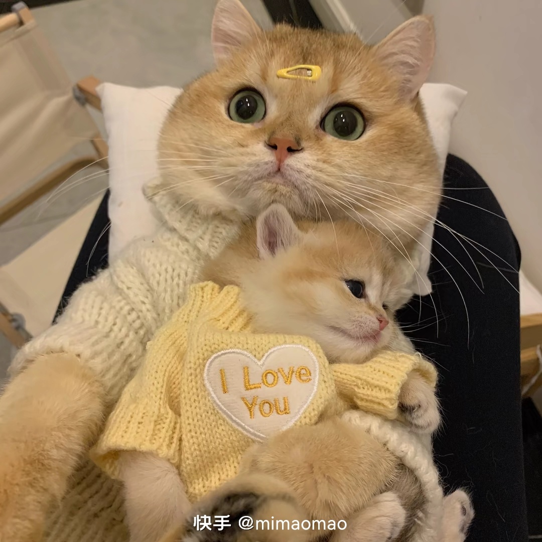 告告！晚安812 / 作者:猛龙 / 帖子ID:304895