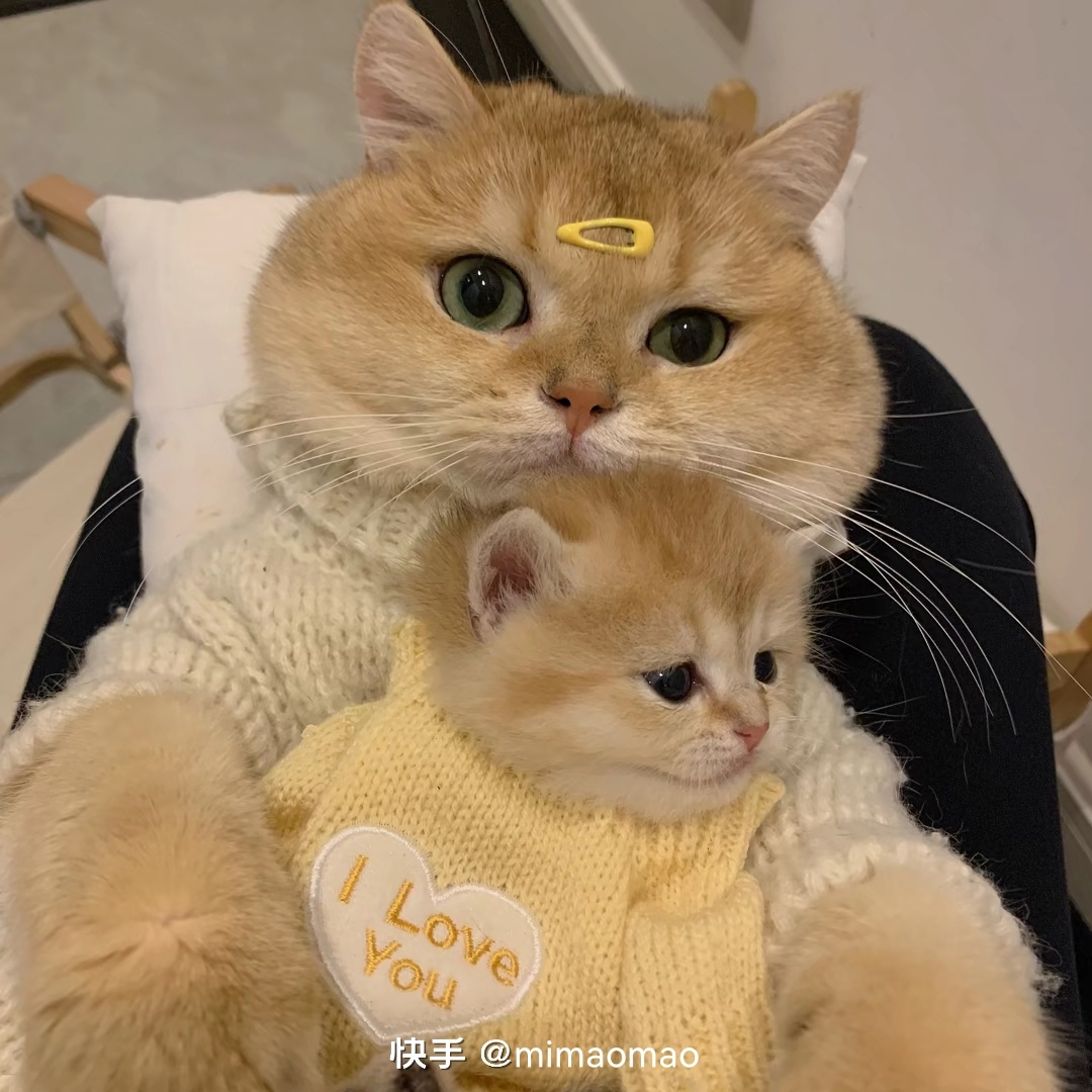 告告！晚安504 / 作者:猛龙 / 帖子ID:304895