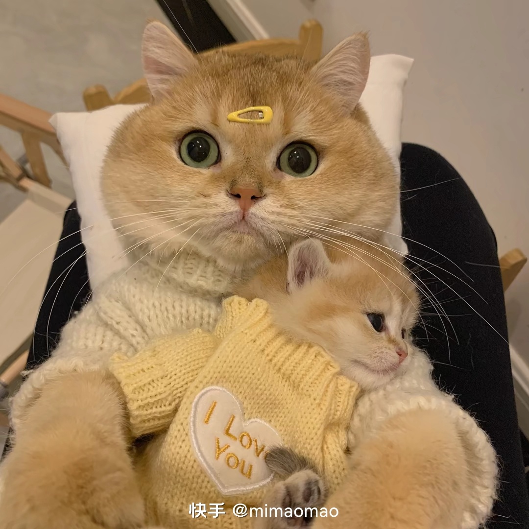 告告！晚安775 / 作者:猛龙 / 帖子ID:304895
