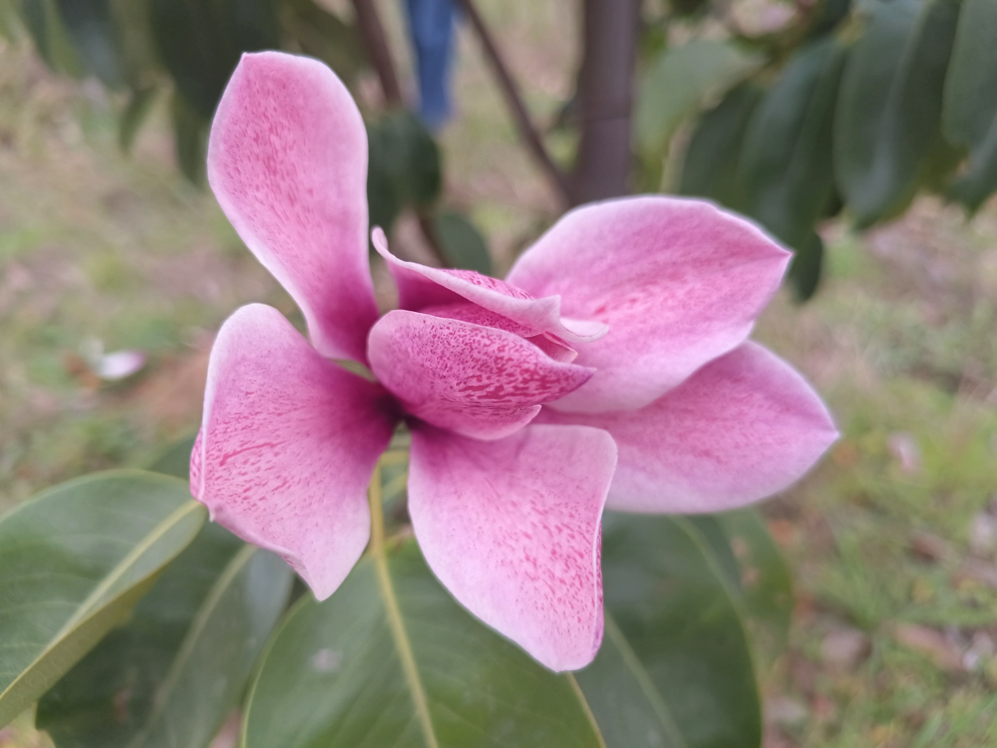 今天女神们都是最漂亮的那朵鲜花。623 / 作者:风云客 / 帖子ID:304897