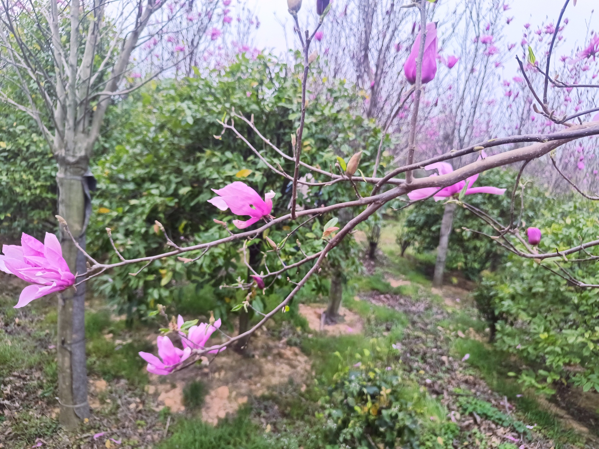 今天女神们都是最漂亮的那朵鲜花。876 / 作者:风云客 / 帖子ID:304897