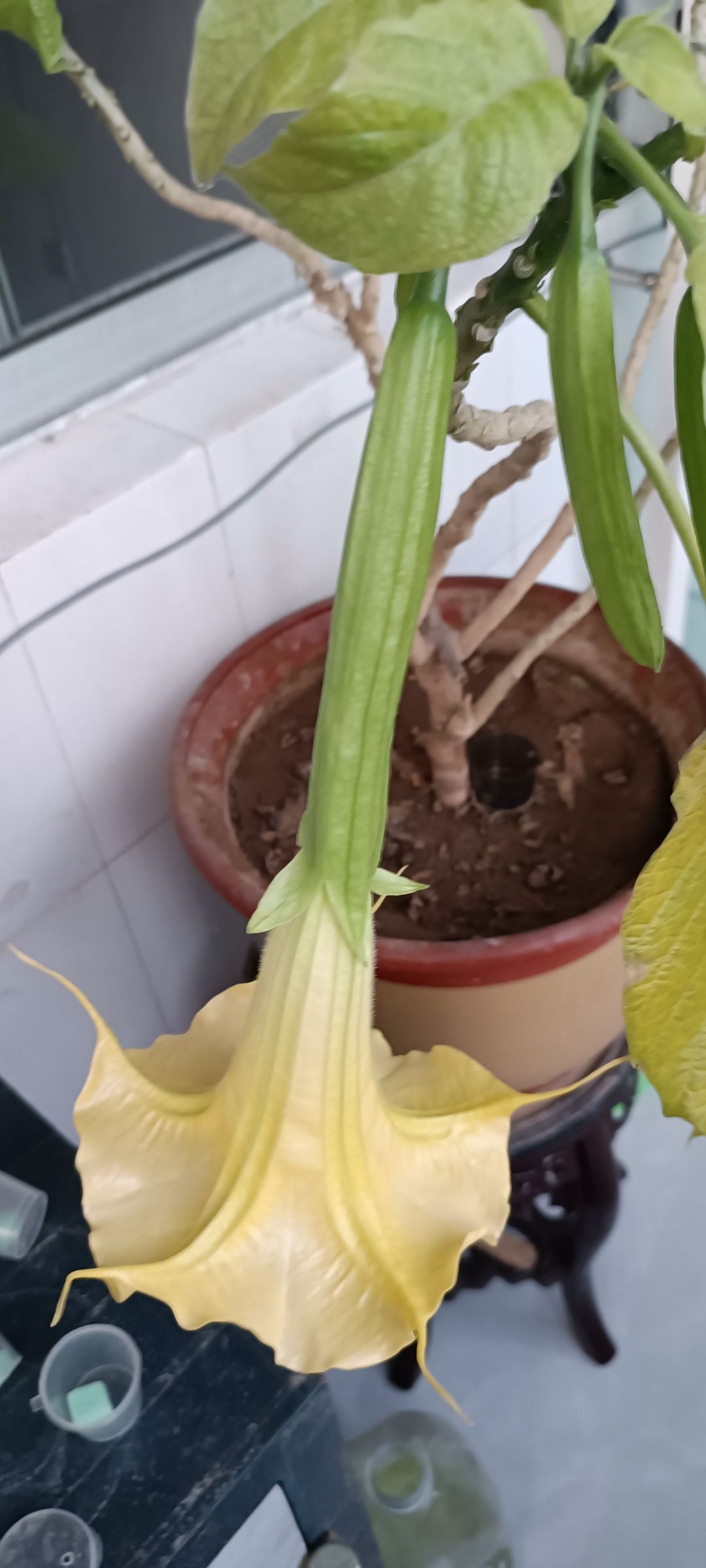 这是个什么花，闻了还头晕326 / 作者:君无悠 / 帖子ID:305018