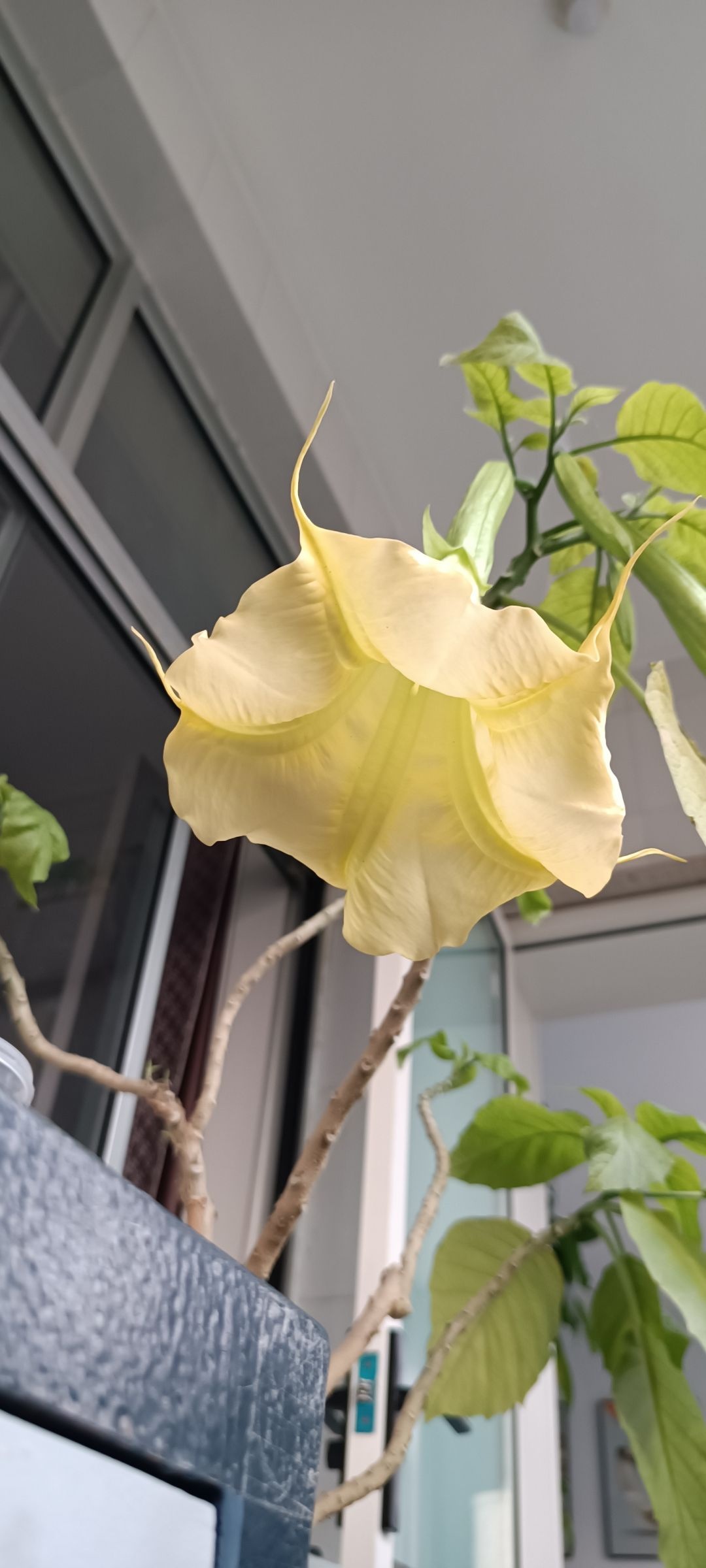 这是个什么花，闻了还头晕116 / 作者:君无悠 / 帖子ID:305018