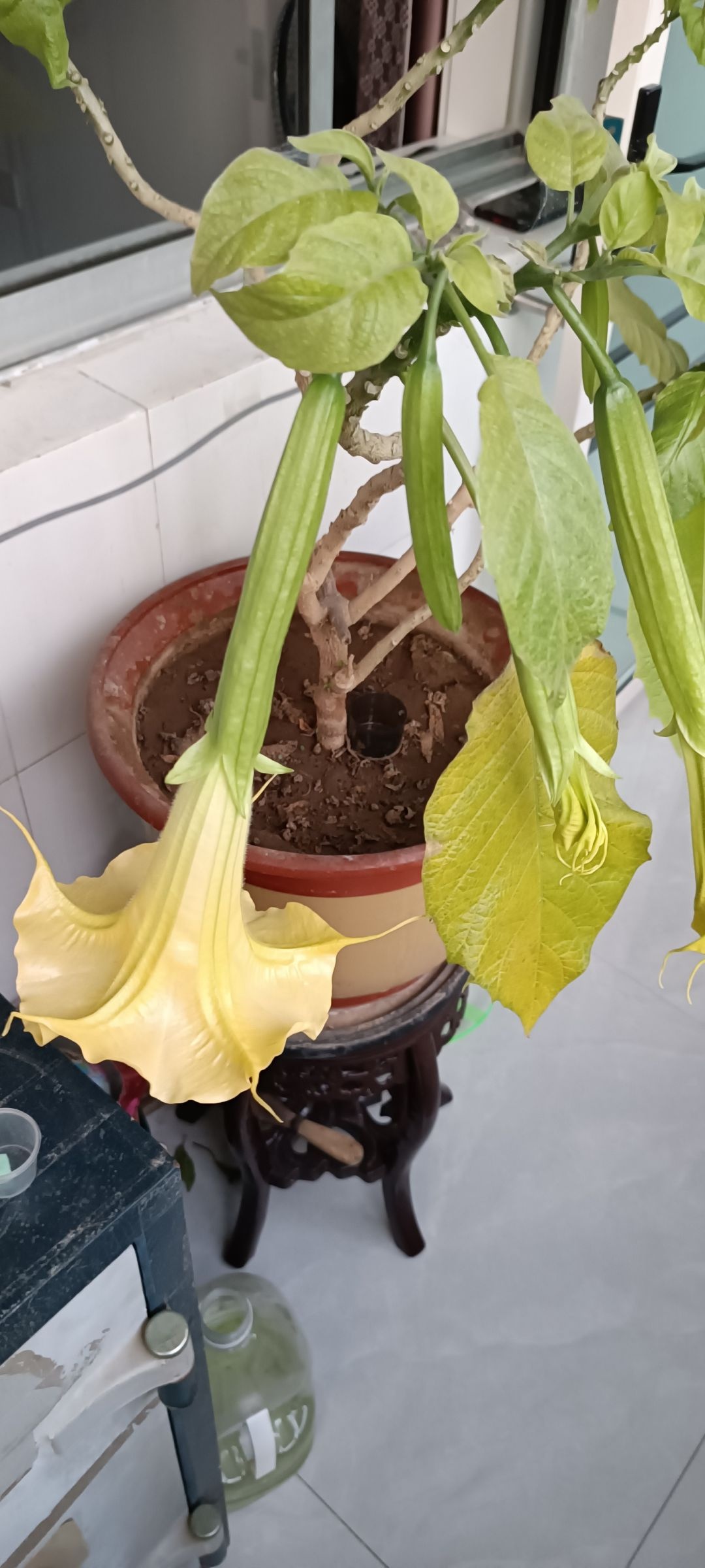 这是个什么花，闻了还头晕853 / 作者:君无悠 / 帖子ID:305018