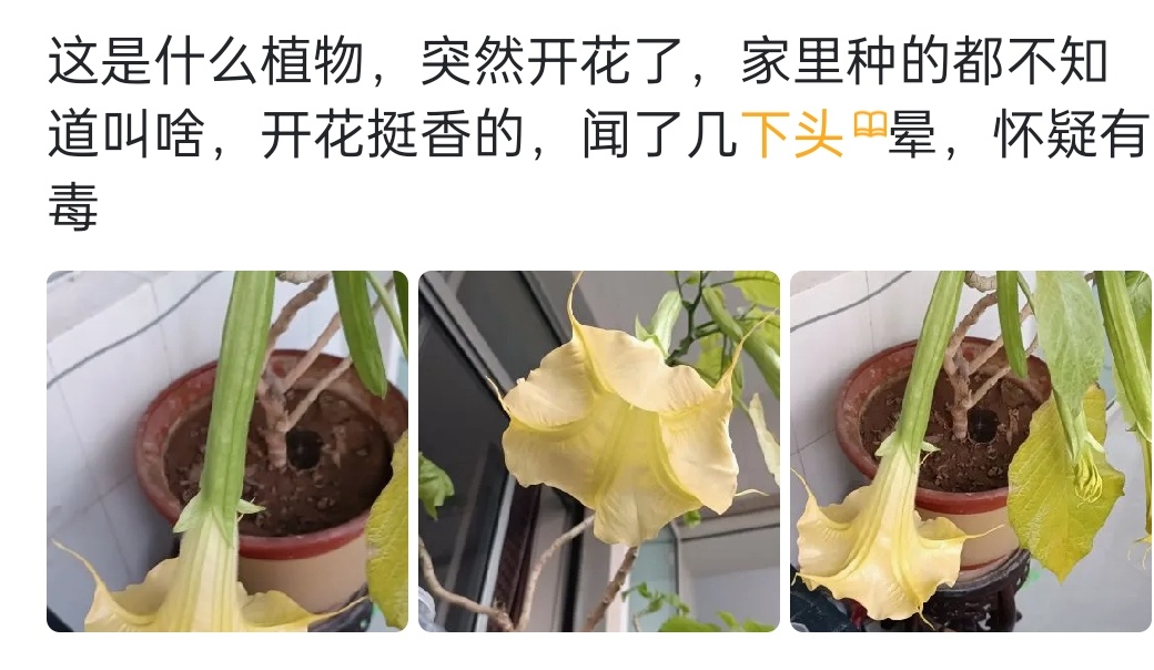 这是个什么花，闻了还头晕451 / 作者:君无悠 / 帖子ID:305018