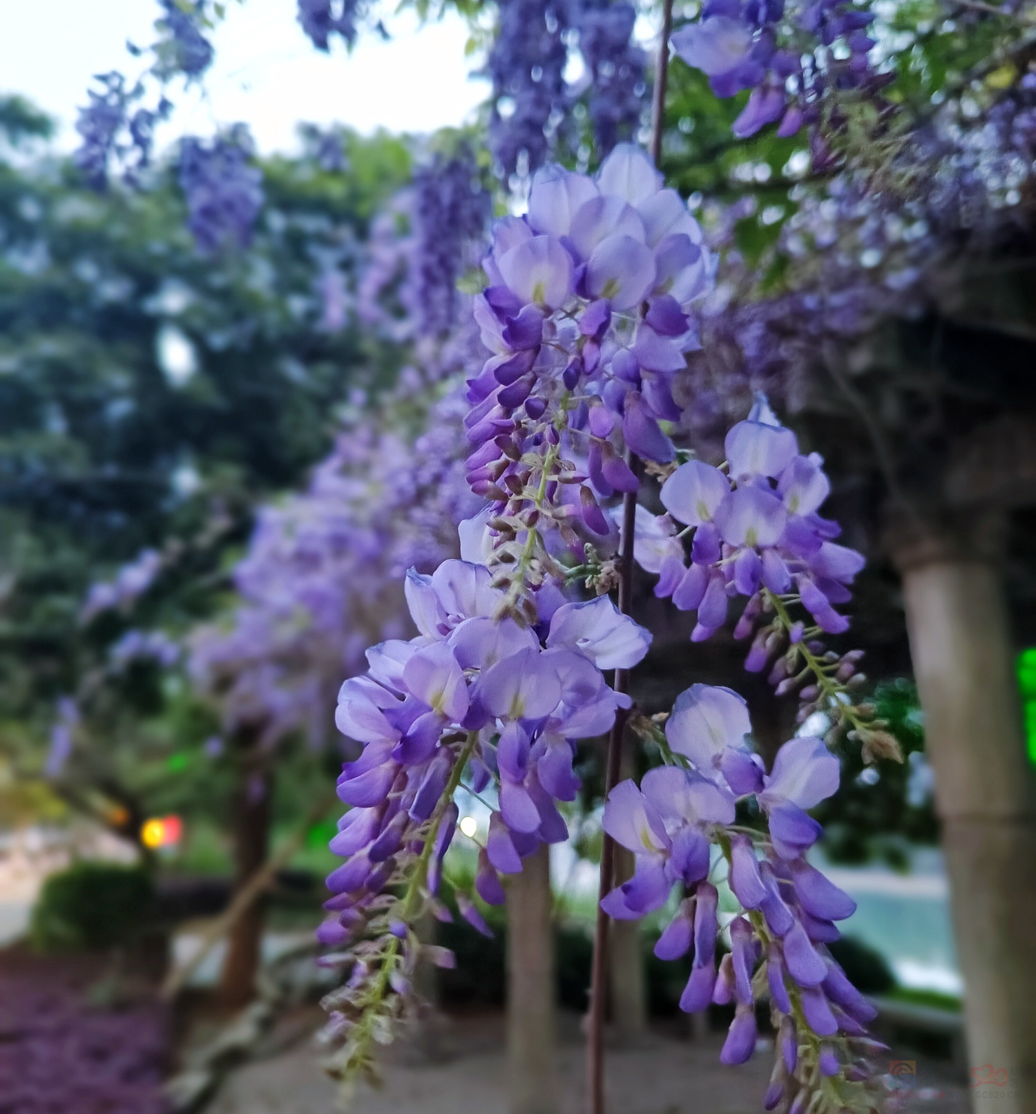 茶江河边的紫藤花盛开了。