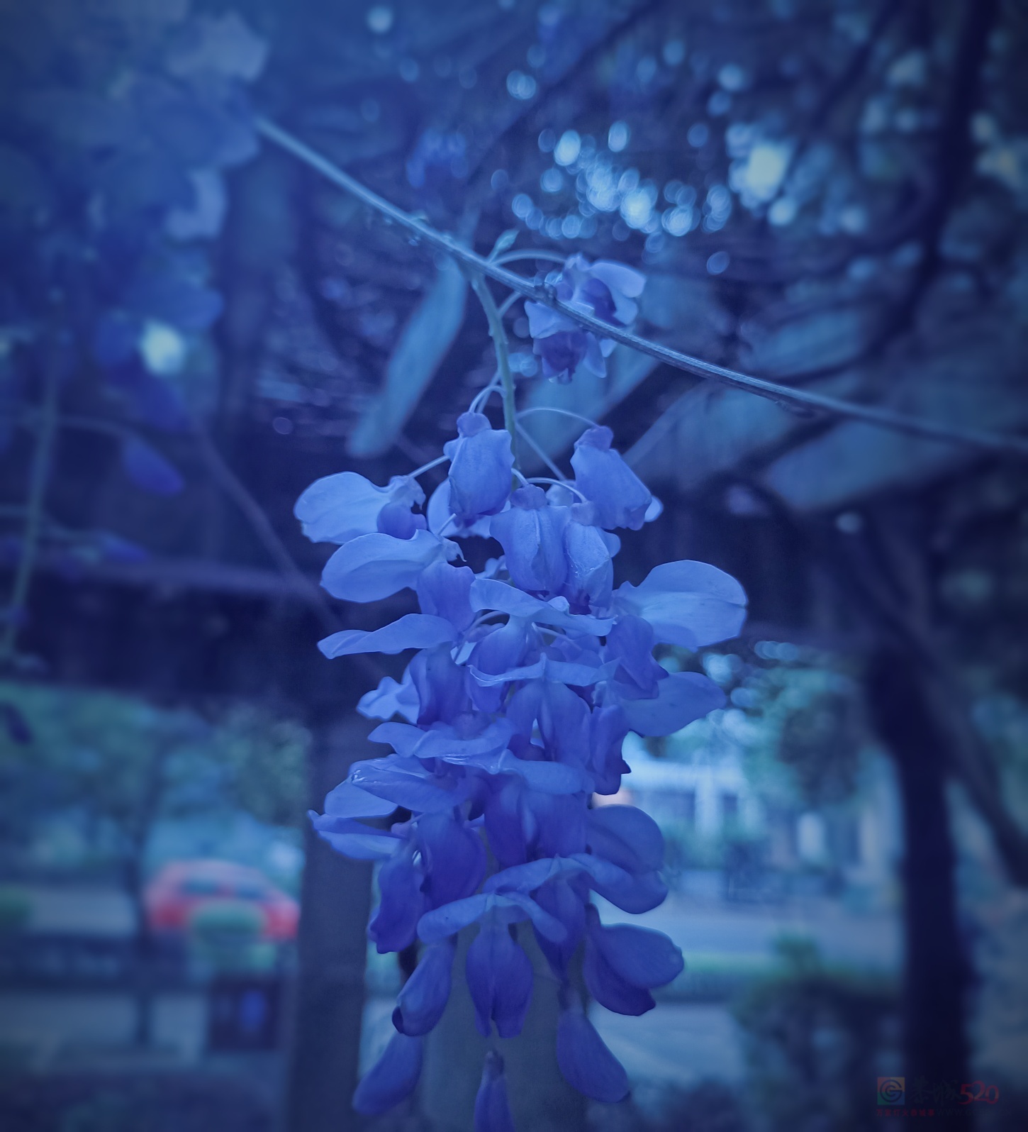 茶江河边的紫藤花盛开了。105 / 作者:风云客 / 帖子ID:305427