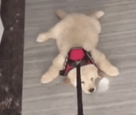 告告！晚安604 / 作者:猛龙 / 帖子ID:305539