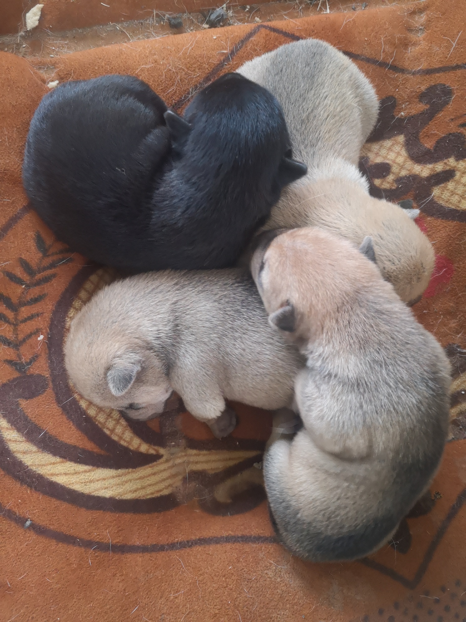 狗仔又来了503 / 作者:为JAY沉伦 / 帖子ID:305911