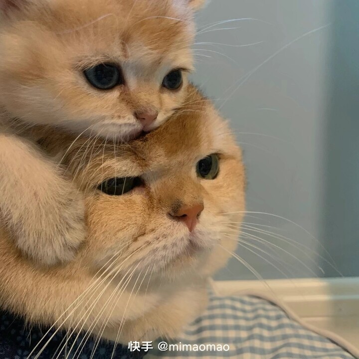 告告！晚安874 / 作者:猛龙 / 帖子ID:306461