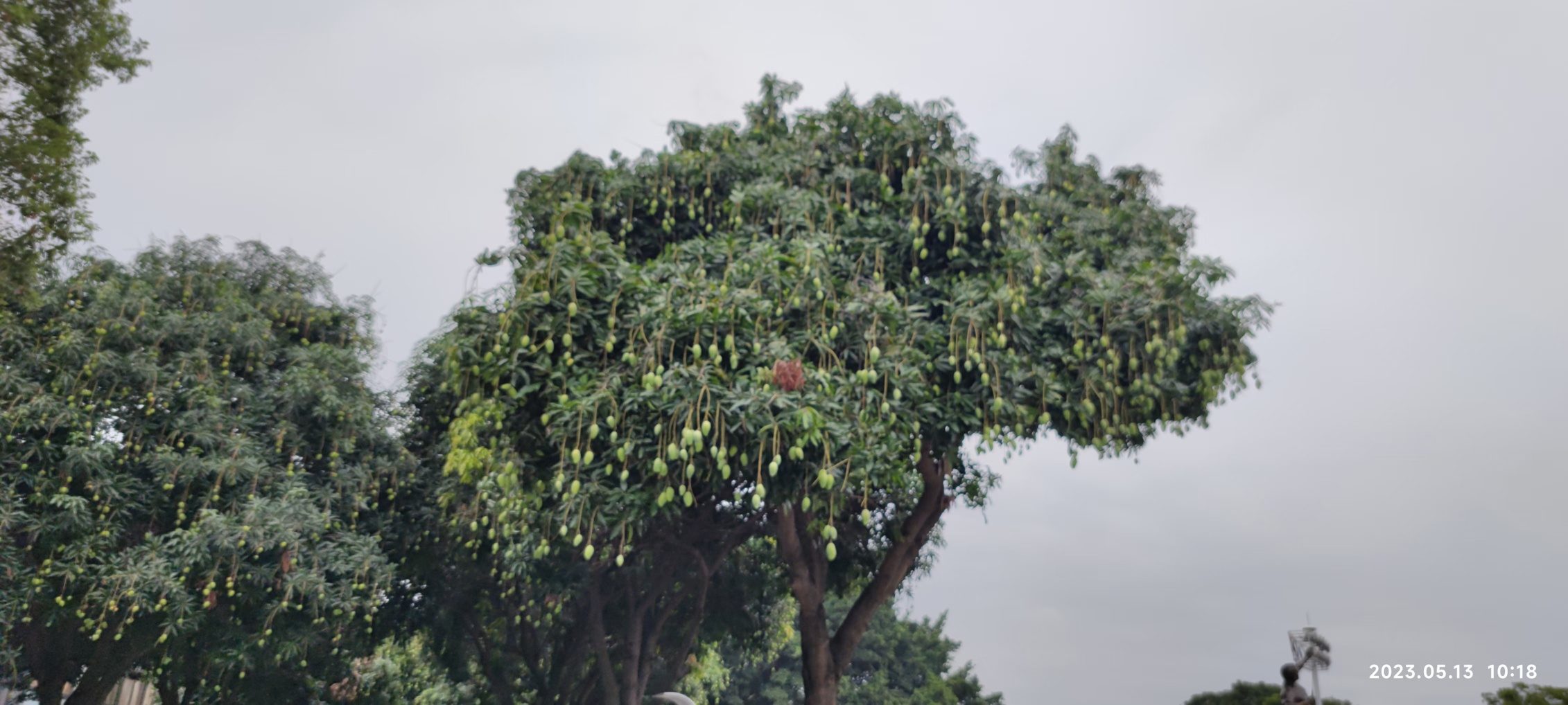 路边的芒果长大了938 / 作者:猛龙 / 帖子ID:306793