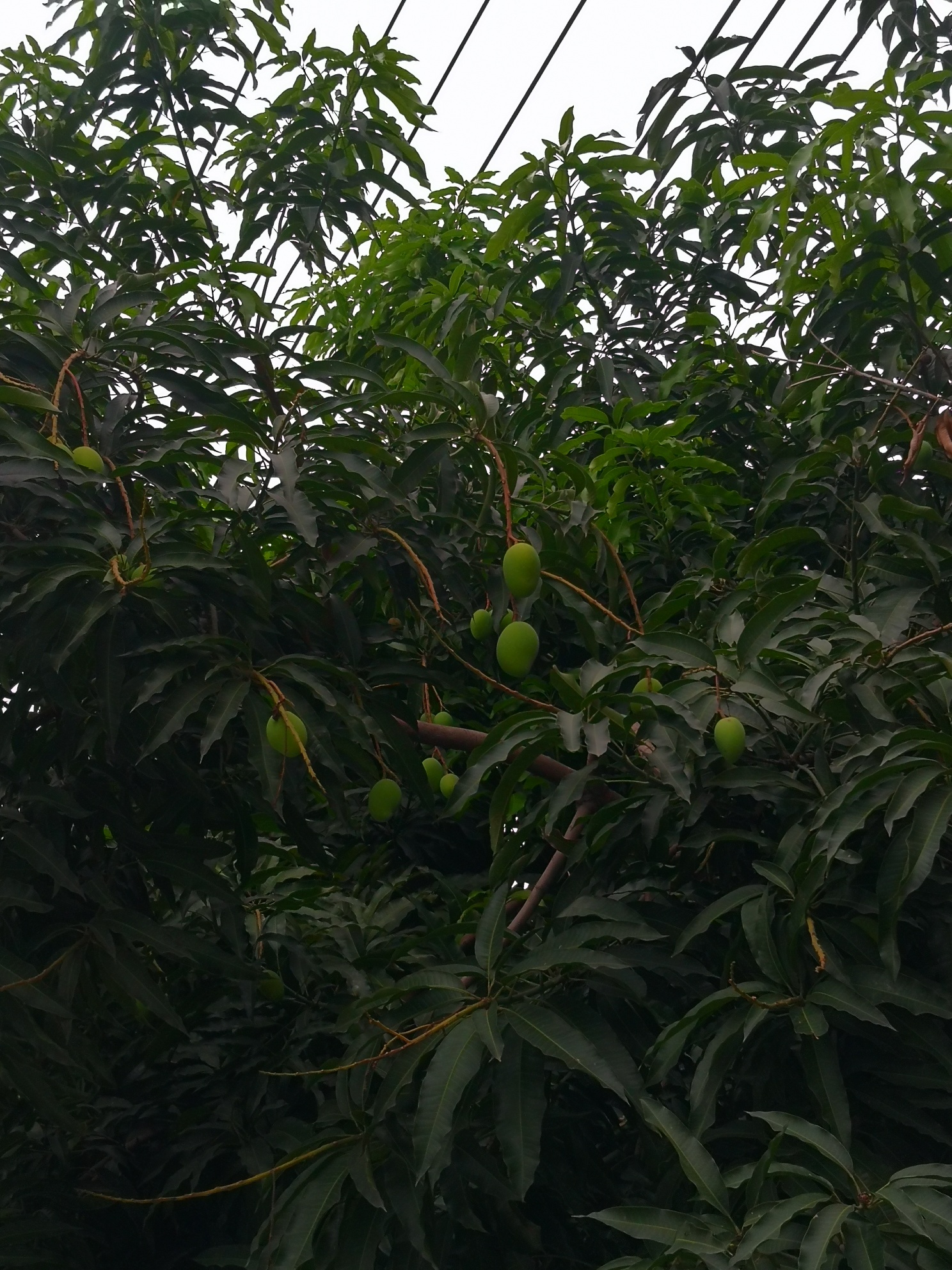 路边的芒果长大了560 / 作者:猛龙 / 帖子ID:306793