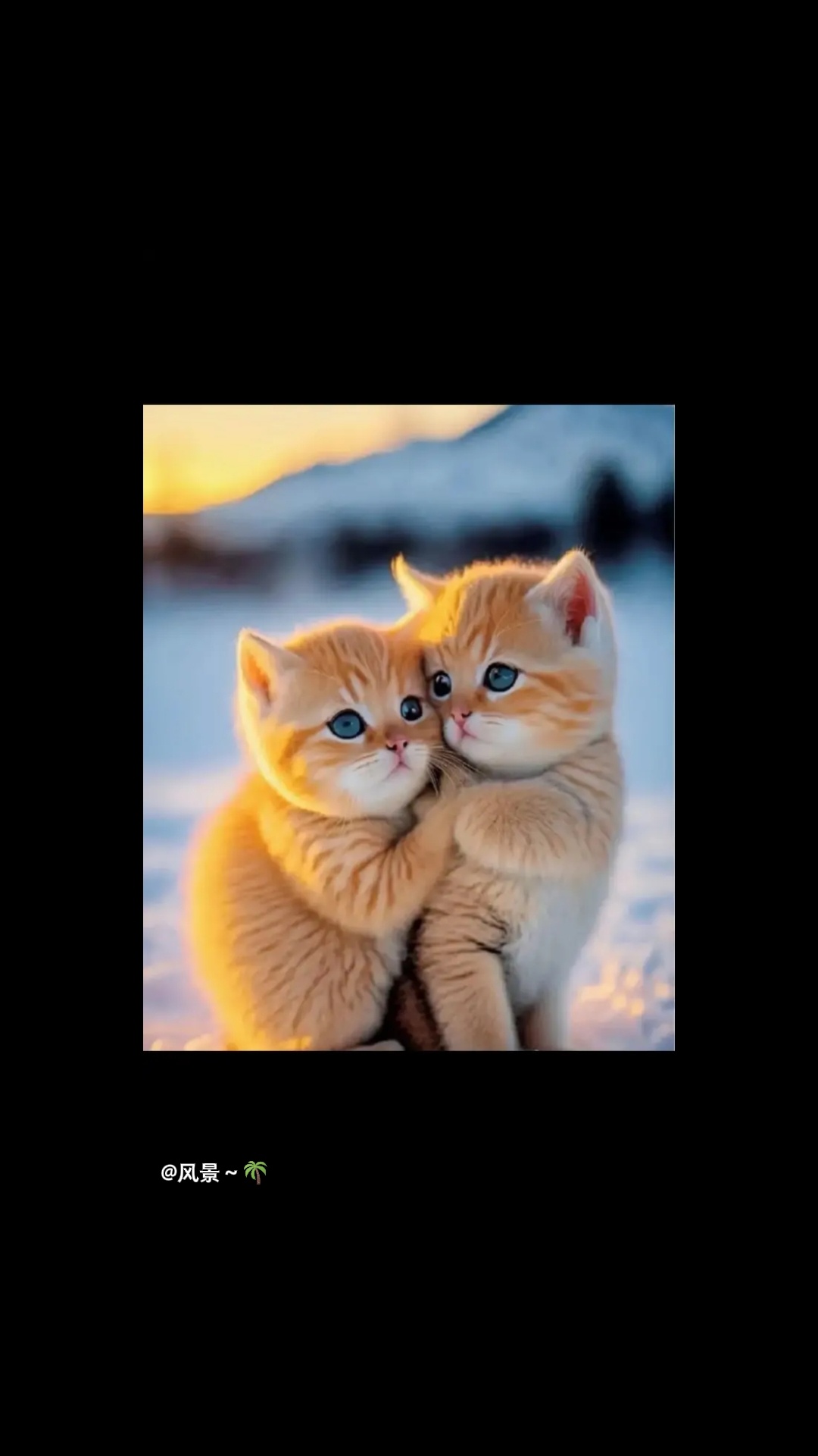 早上好241 / 作者:猛龙 / 帖子ID:306795