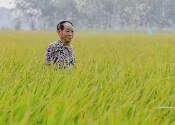 纪念袁隆平院士逝世两周年

风吹稻花香两岸 温饱之情永难忘87 / 作者:猛龙 / 帖子ID:306917