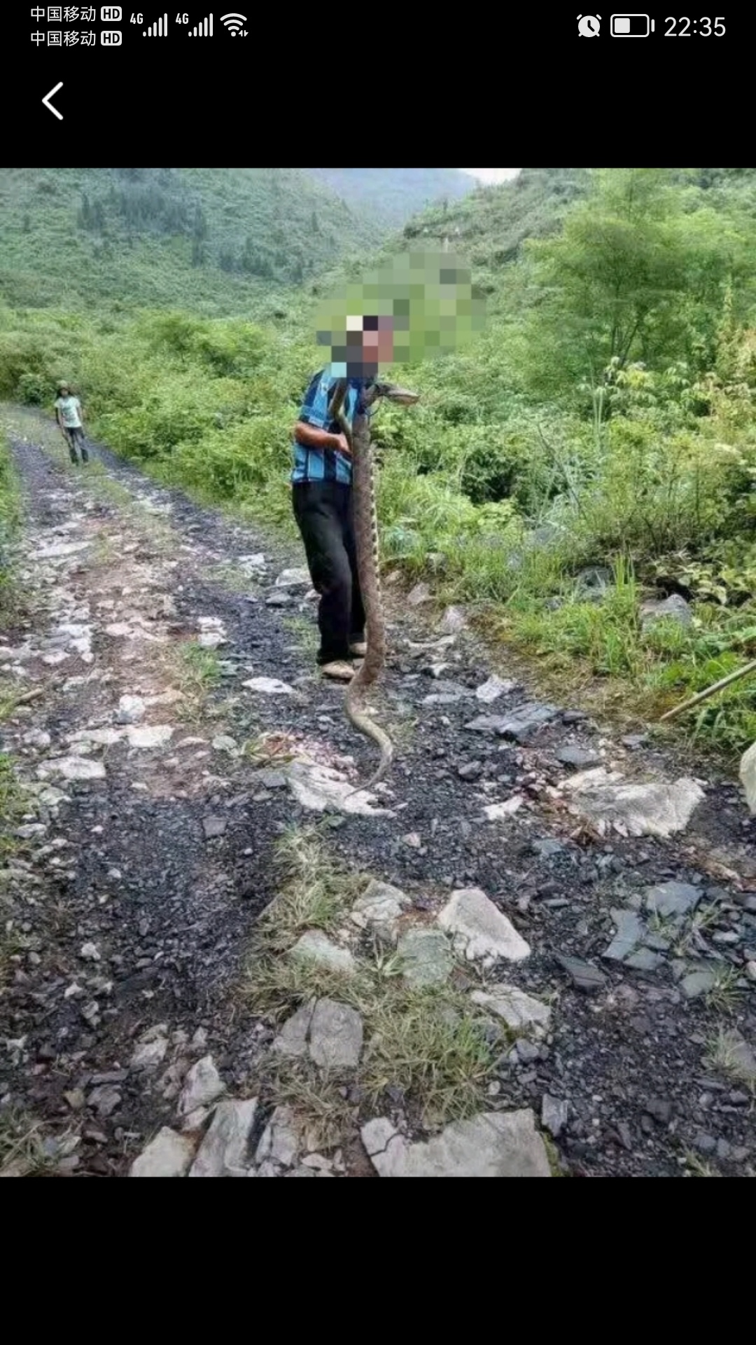 超大五步蛇和被五步蛇咬的症状16 / 作者:猛龙 / 帖子ID:306936