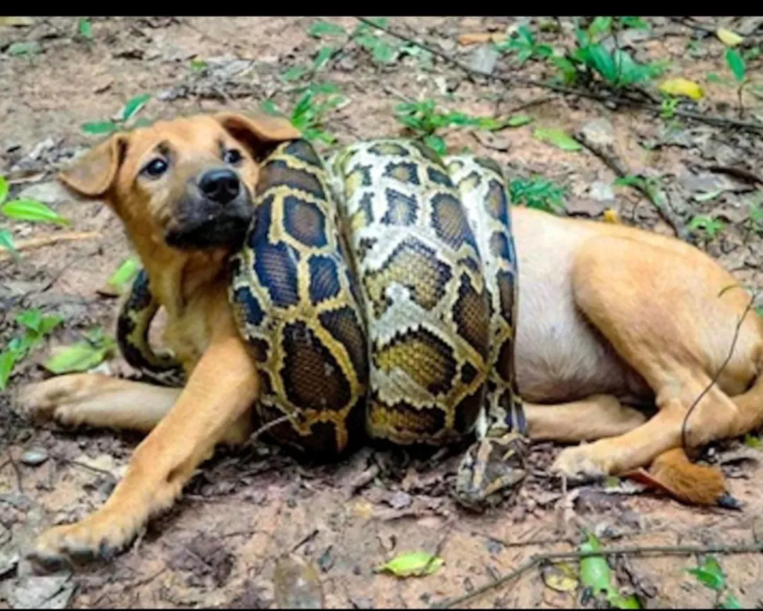 狗子一点不惊慌222 / 作者:猛龙 / 帖子ID:306972