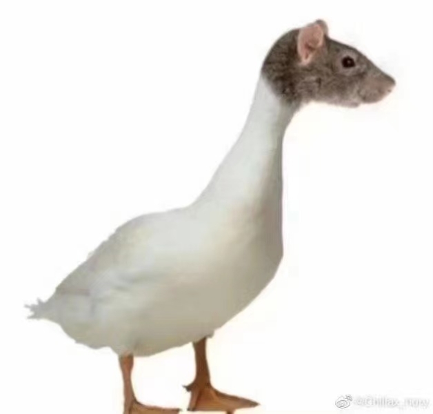 这么大的鸭脖，还是第一次见！66 / 作者:猛龙 / 帖子ID:307380