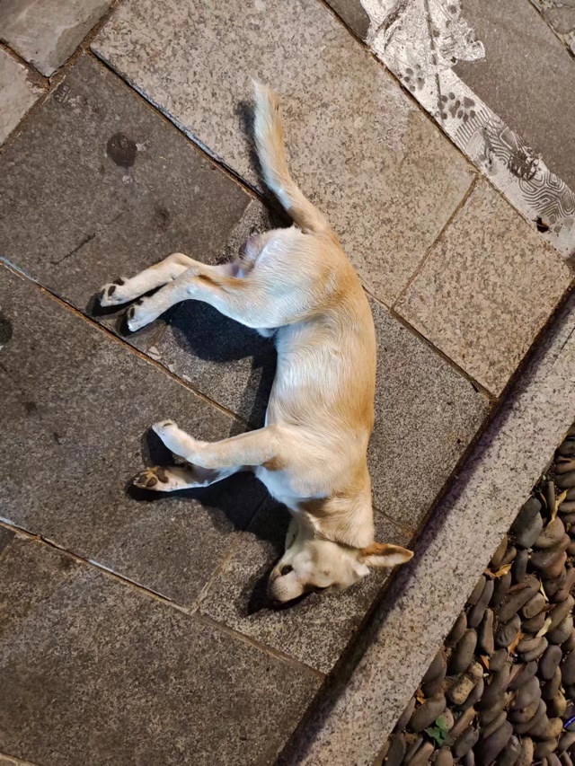 谁家的狗，在滨江苑好像挨毒死了59 / 作者:狭缝求生室 / 帖子ID:309176