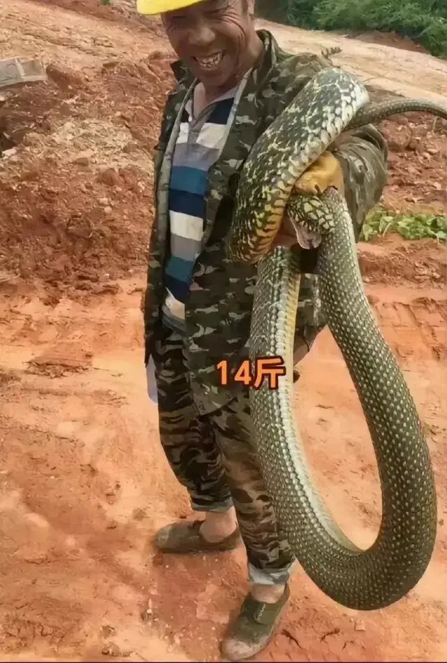 这根辣条有点大928 / 作者:猛龙 / 帖子ID:309581