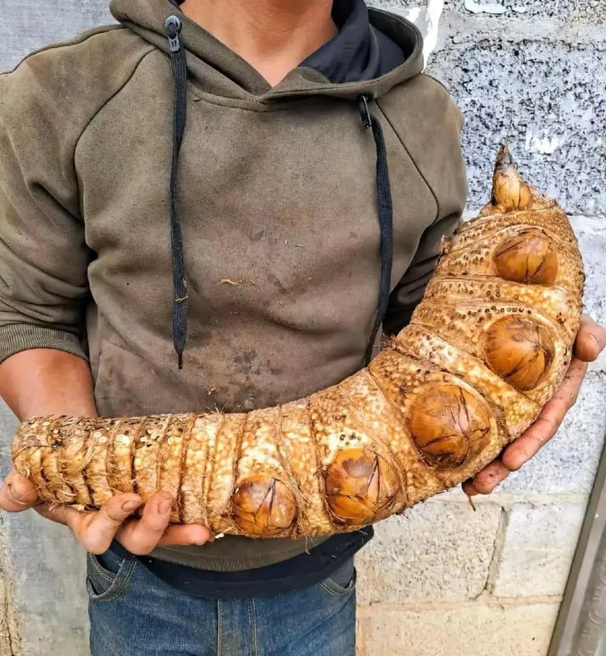 这是万年虫草，一老小把它炖了吃，可长生不老，与日月同寿。195 / 作者:猛龙 / 帖子ID:310050