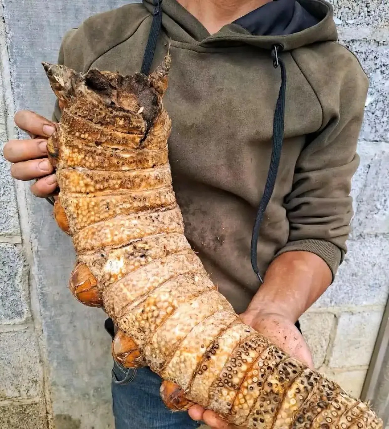 这是万年虫草，一老小把它炖了吃，可长生不老，与日月同寿。361 / 作者:猛龙 / 帖子ID:310050