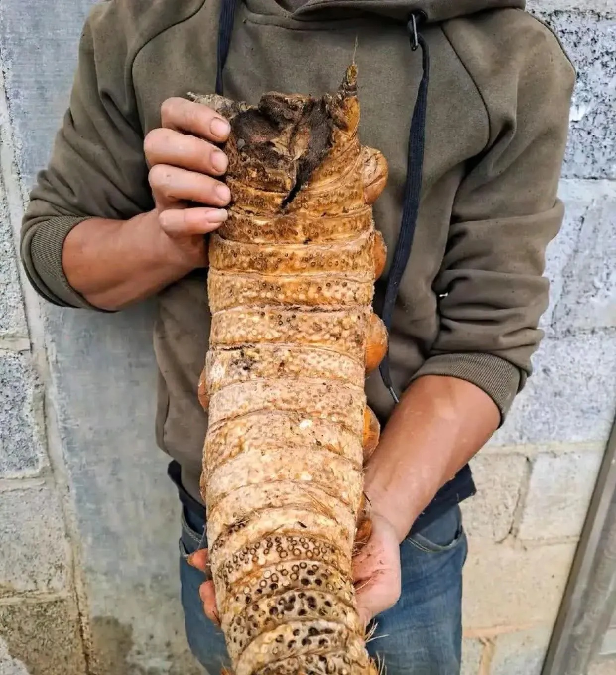 这是万年虫草，一老小把它炖了吃，可长生不老，与日月同寿。546 / 作者:猛龙 / 帖子ID:310050