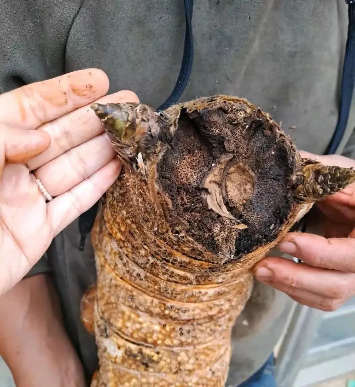 这是万年虫草，一老小把它炖了吃，可长生不老，与日月同寿。525 / 作者:猛龙 / 帖子ID:310050