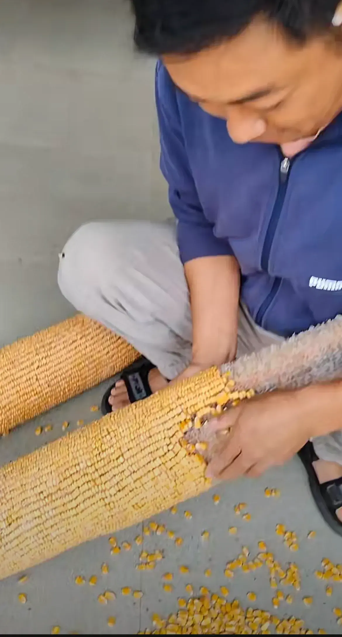 这个包谷大管302 / 作者:猛龙 / 帖子ID:310918