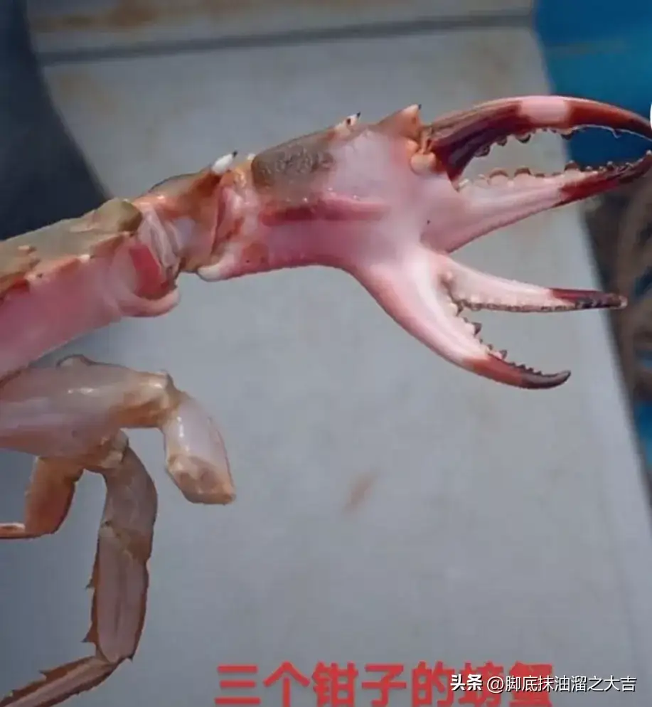 有三个钳子的螃海325 / 作者:猛龙 / 帖子ID:310971