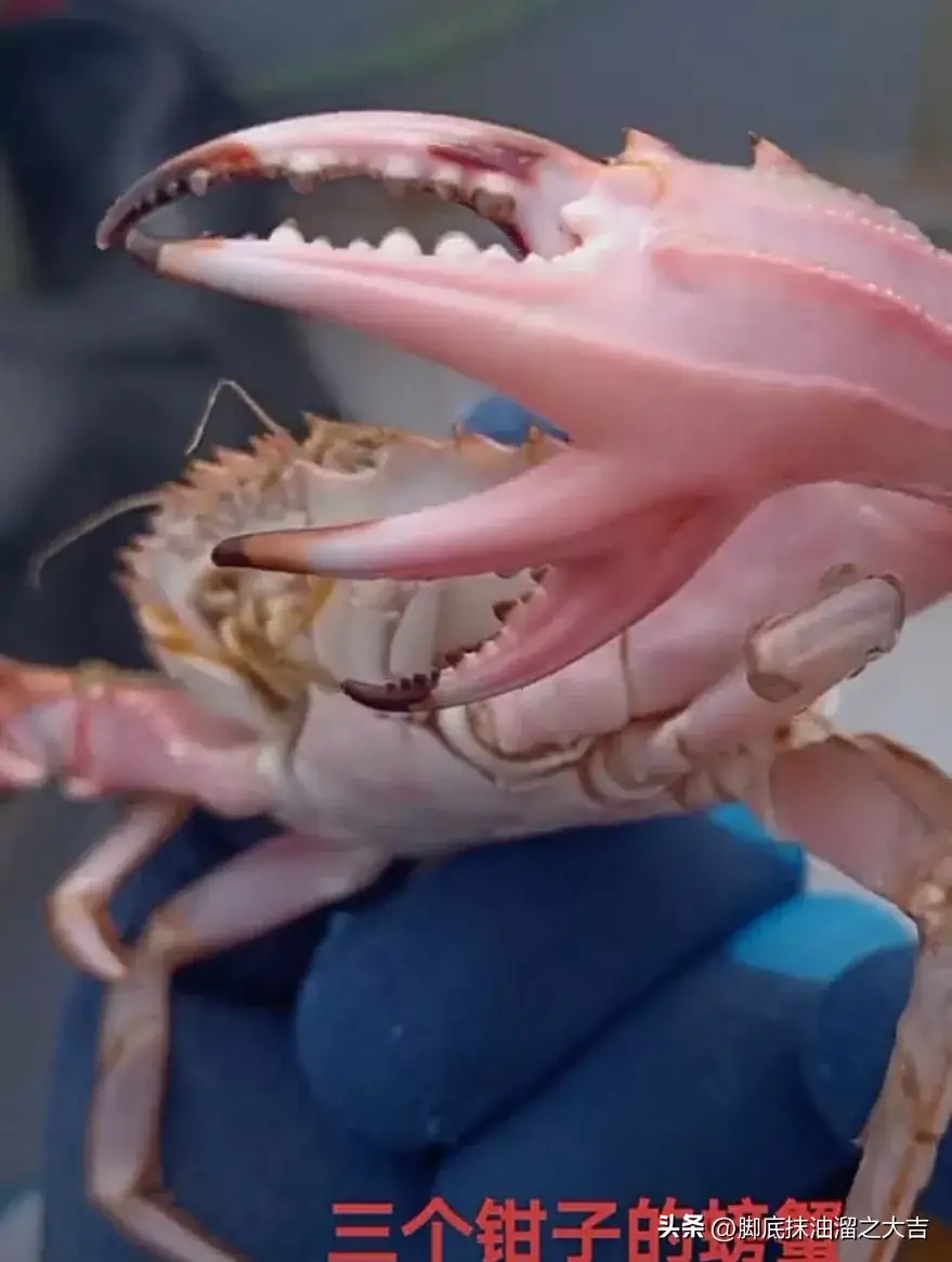 有三个钳子的螃海398 / 作者:猛龙 / 帖子ID:310971