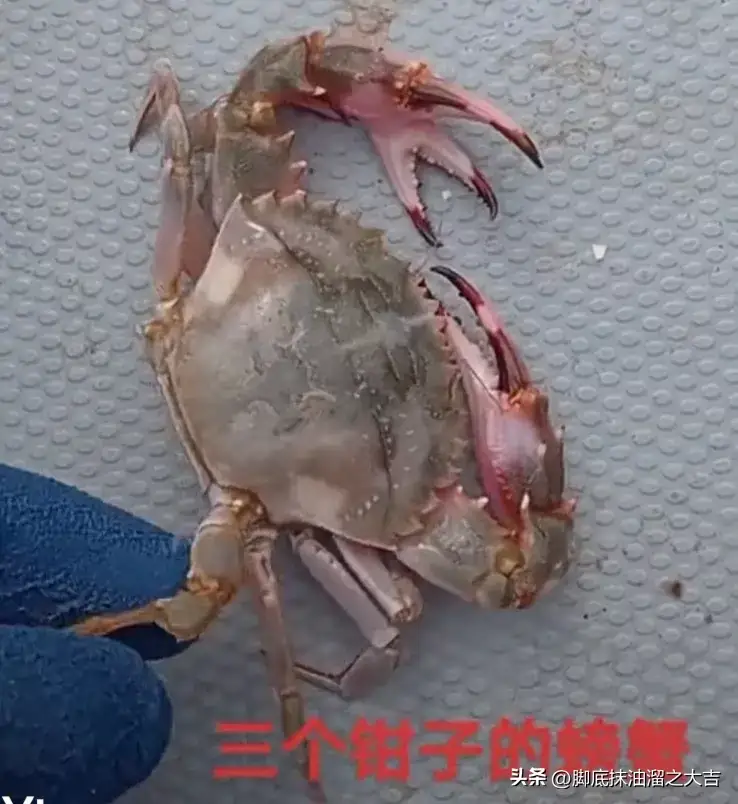 有三个钳子的螃海251 / 作者:猛龙 / 帖子ID:310971