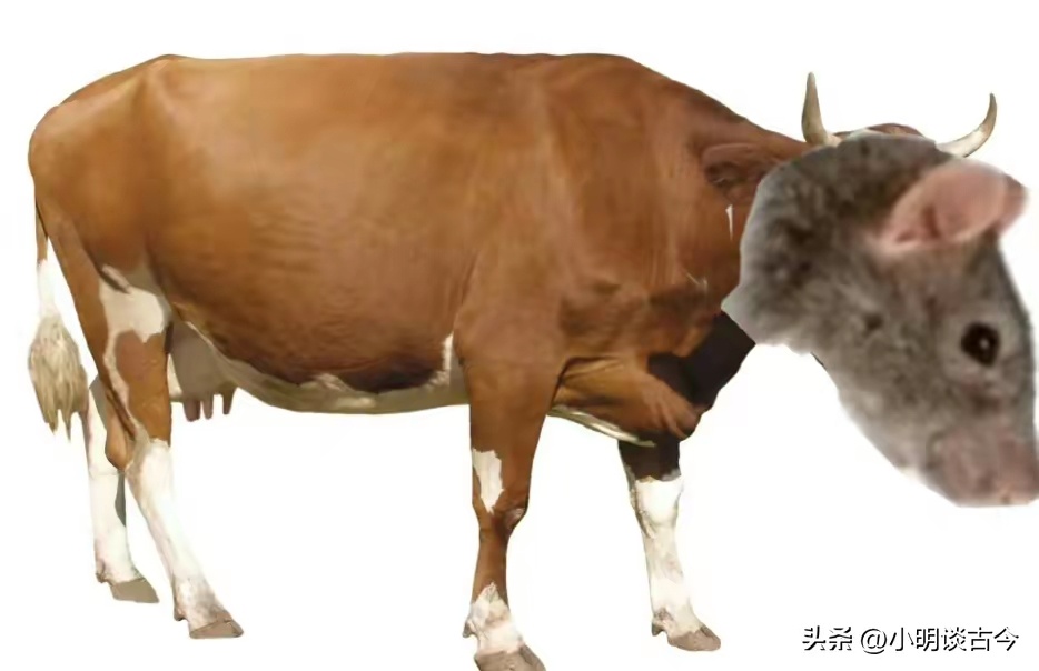 这一次不是鸭脖了，升级为牛了521 / 作者:猛龙 / 帖子ID:310992