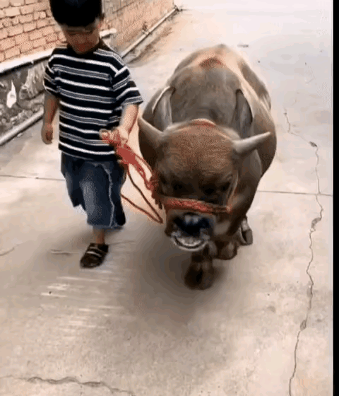 这个牛太矮了吧？442 / 作者:猛龙 / 帖子ID:311032