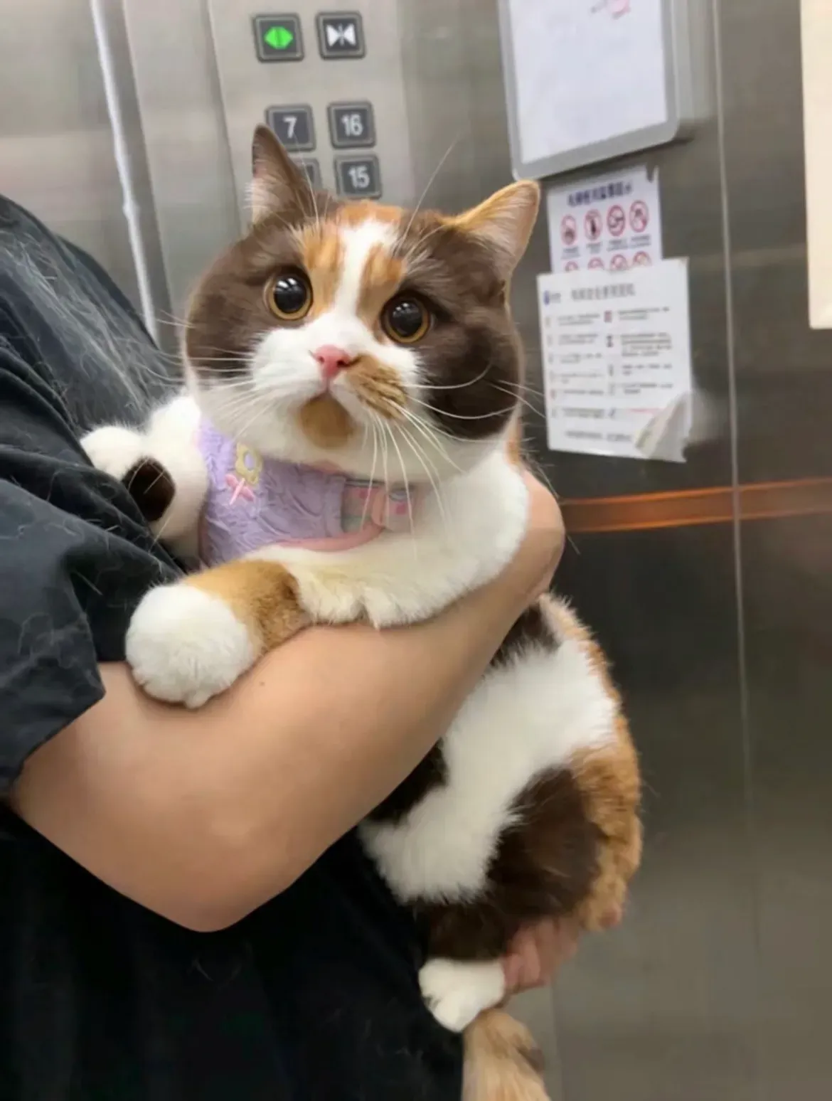 告告！晚安66 / 作者:猛龙 / 帖子ID:311583