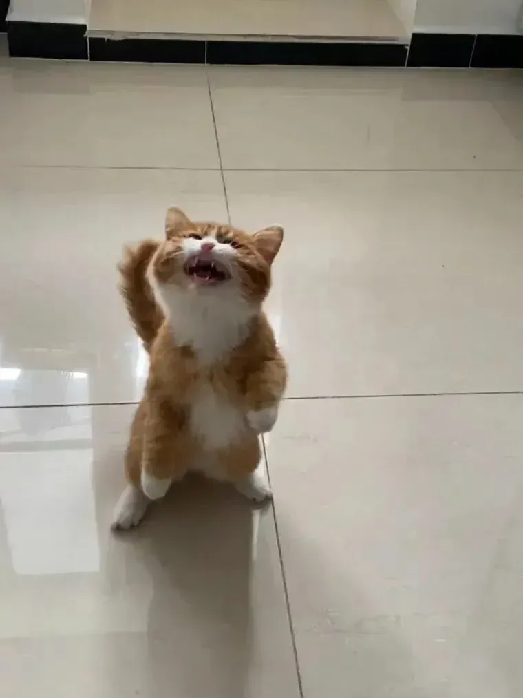 我！要！吃！饭！858 / 作者:猛龙 / 帖子ID:311772