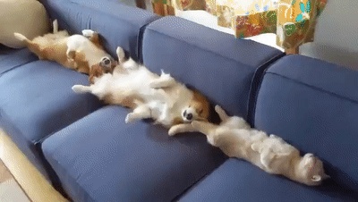 告告！晚安325 / 作者:猛龙 / 帖子ID:313027