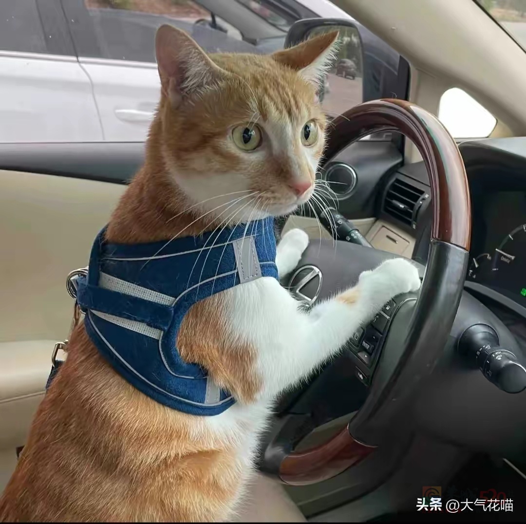 告告！晚安797 / 作者:猛龙 / 帖子ID:313082