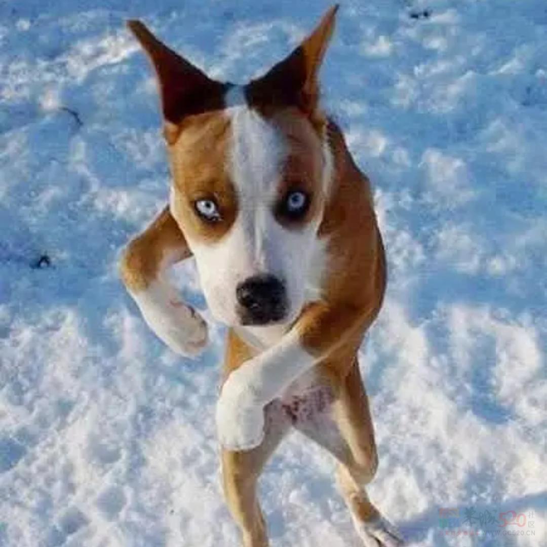 告告！晚安510 / 作者:猛龙 / 帖子ID:313301