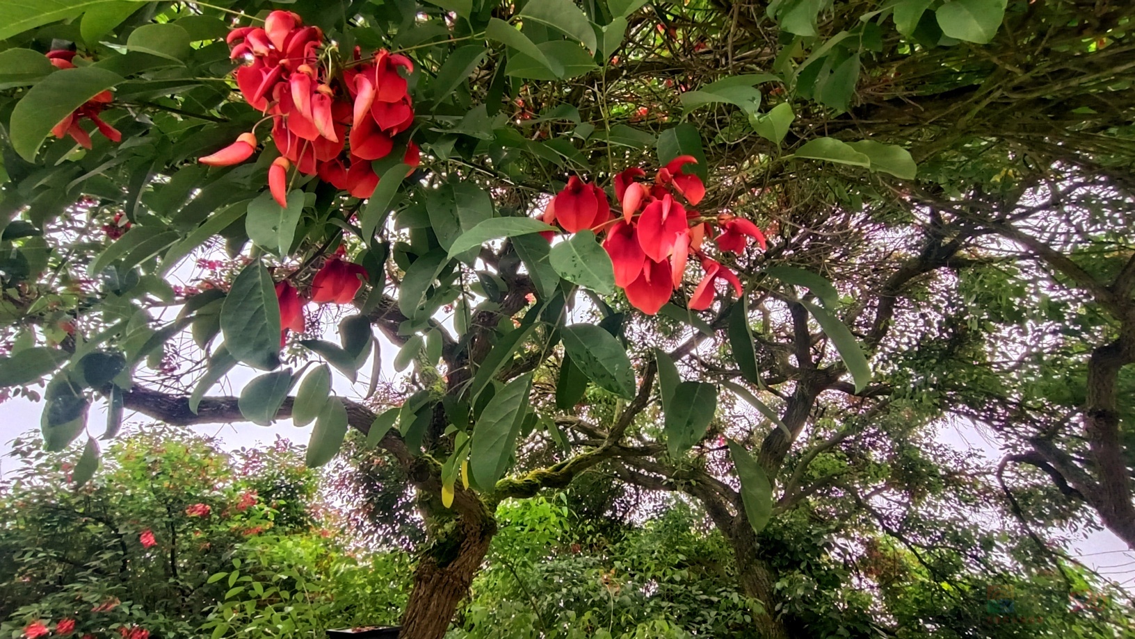 五一节，打卡滨江道刺桐花开。542 / 作者:风云客 / 帖子ID:314997