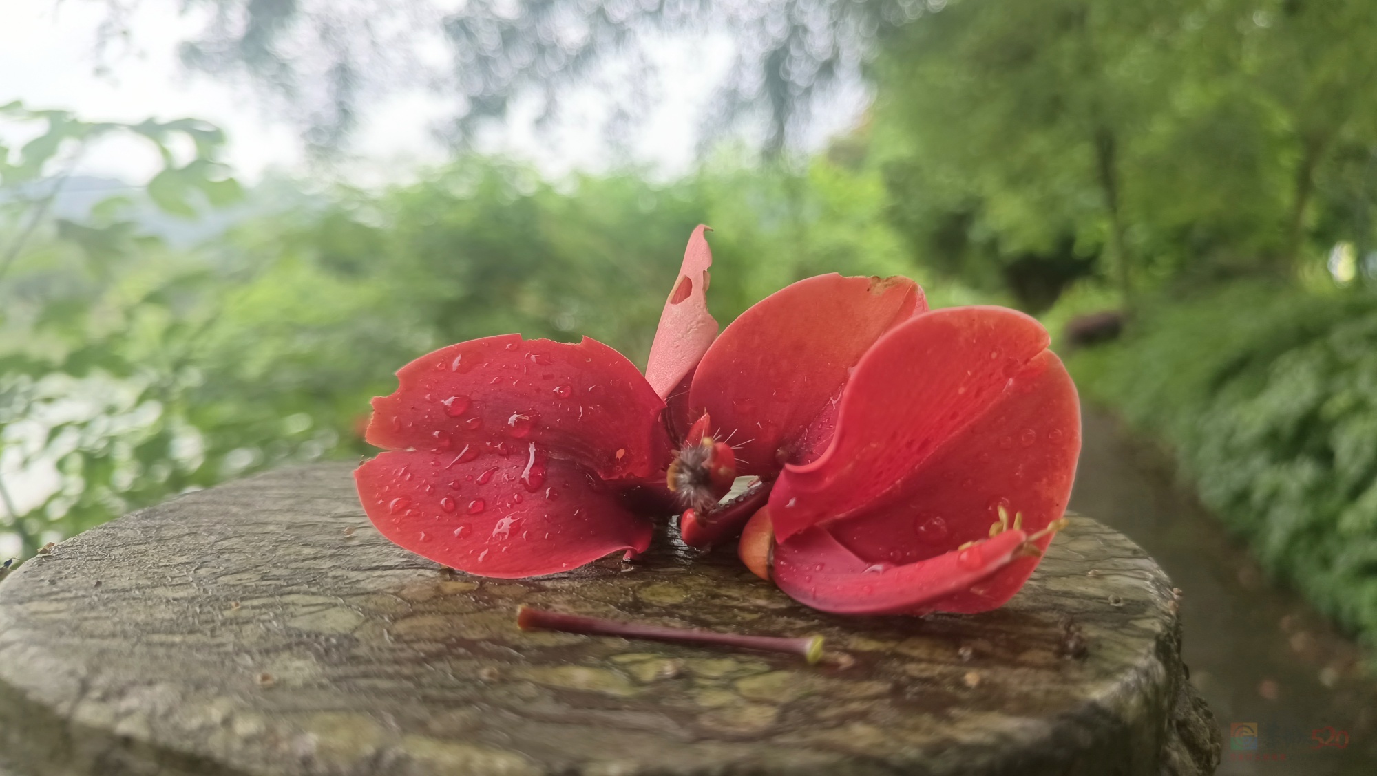 五一节，打卡滨江道刺桐花开。454 / 作者:风云客 / 帖子ID:314997