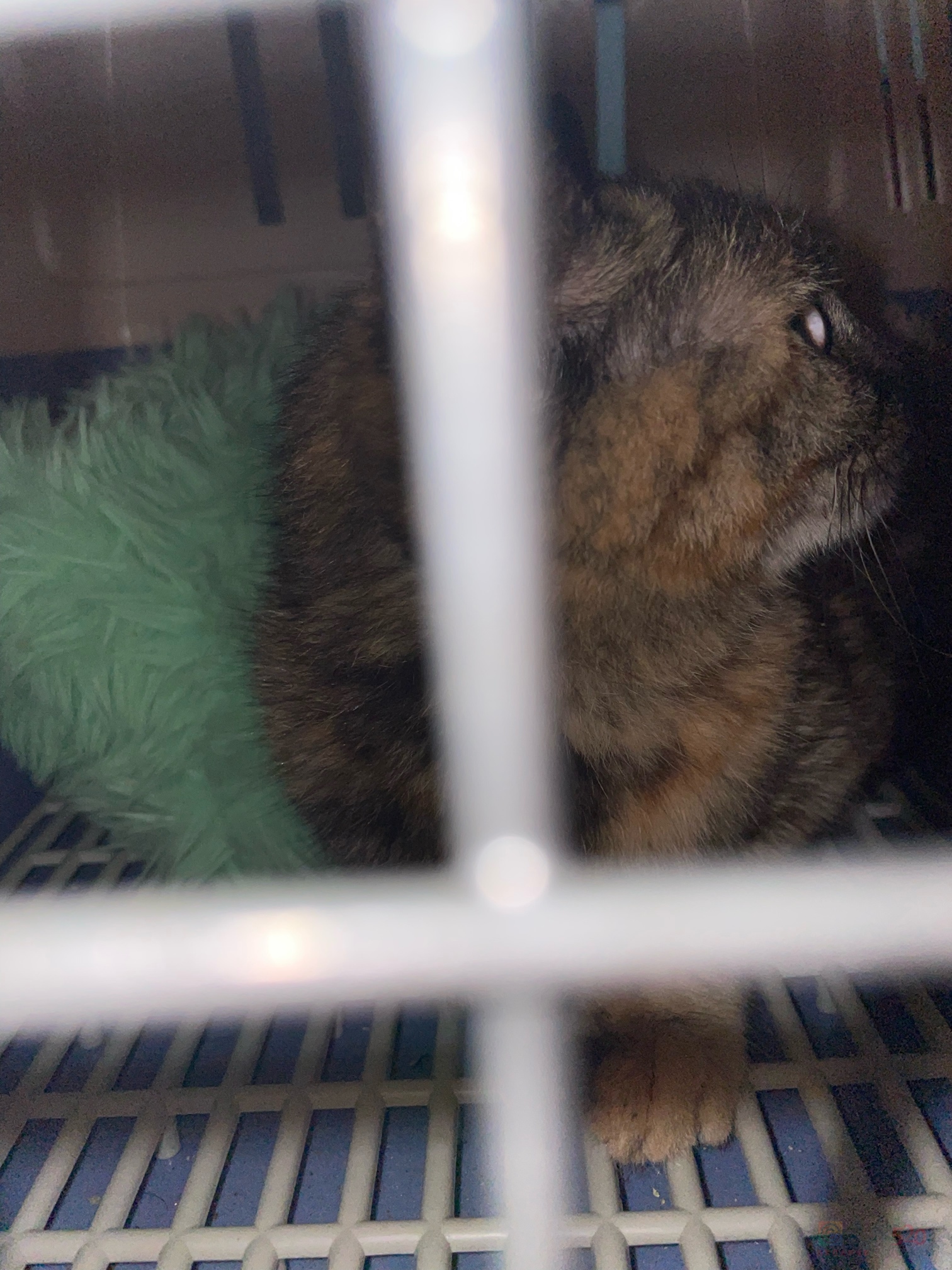谁的猫猫跑出来了221 / 作者:溏心蛋大米饭 / 帖子ID:315034