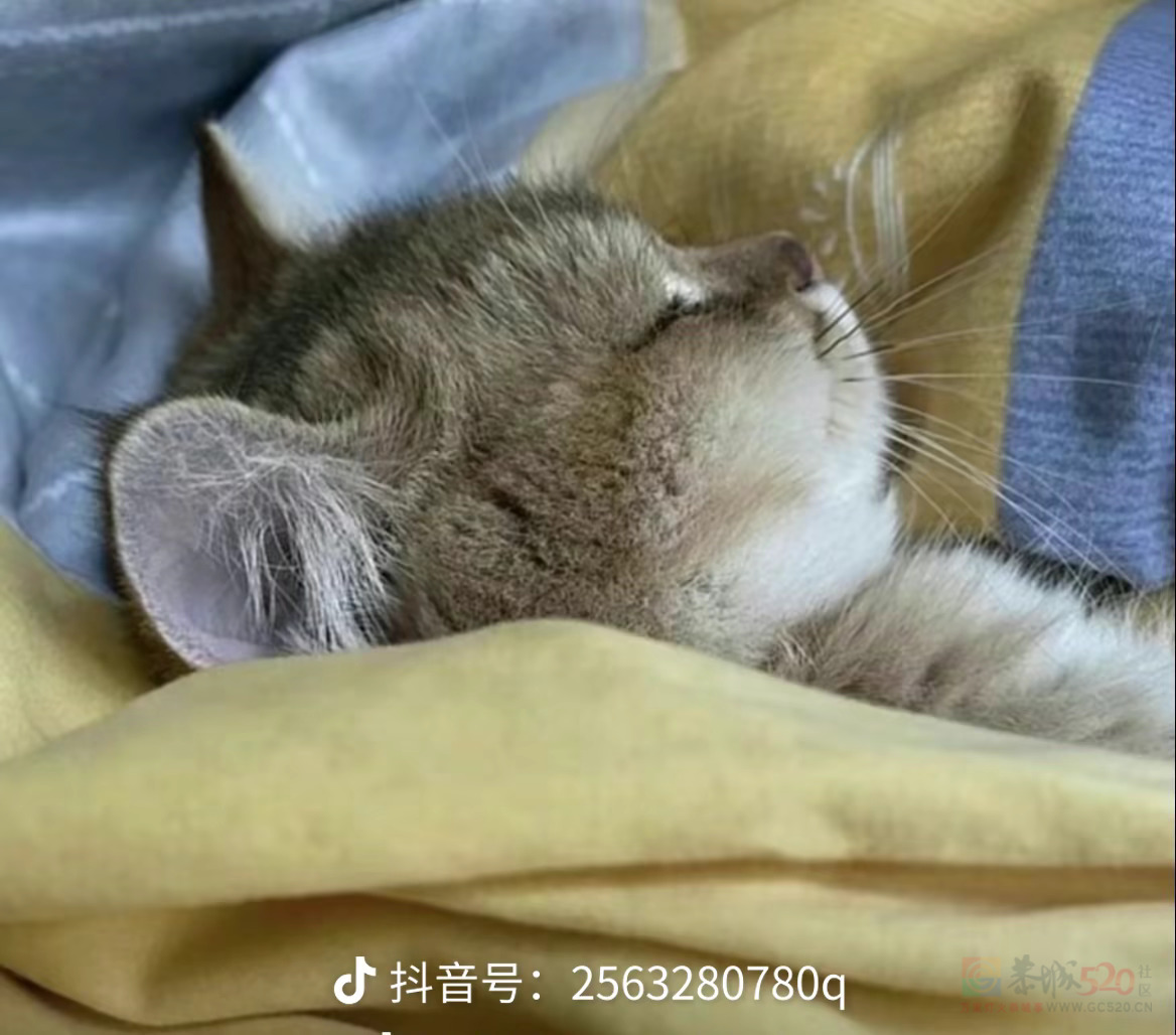 告告！晚安139 / 作者:猛龙 / 帖子ID:315408