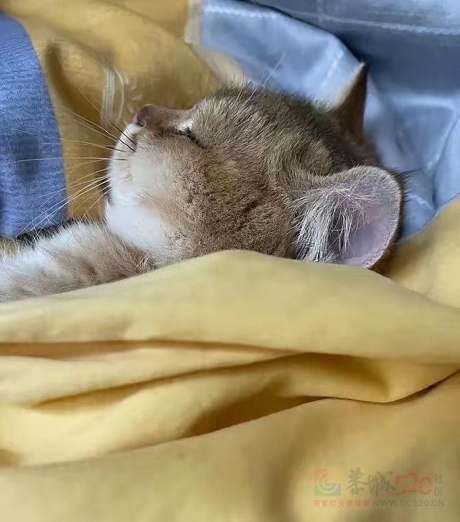 告告！晚安631 / 作者:猛龙 / 帖子ID:315408