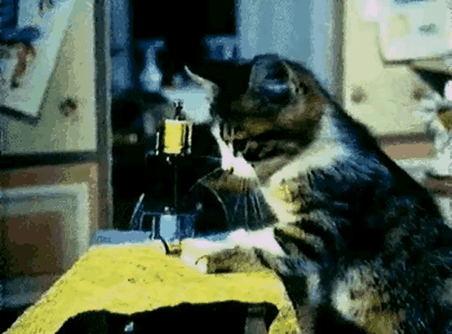 告告！晚安218 / 作者:猛龙 / 帖子ID:315883