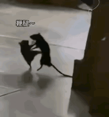 告告！晚安905 / 作者:猛龙 / 帖子ID:315883