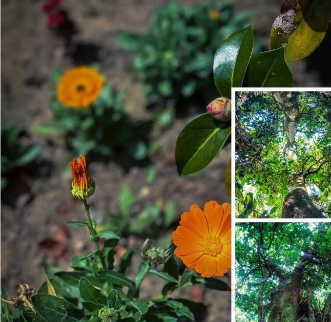 夏日茶语91 / 作者:时间果 / 帖子ID:315912 夏日茶语91 / 作者:时间果 / 帖子ID:315912