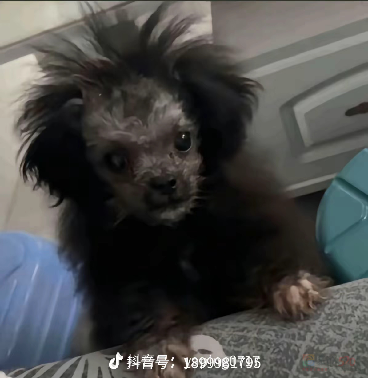 周末愉快！告告，晚安794 / 作者:猛龙 / 帖子ID:317709