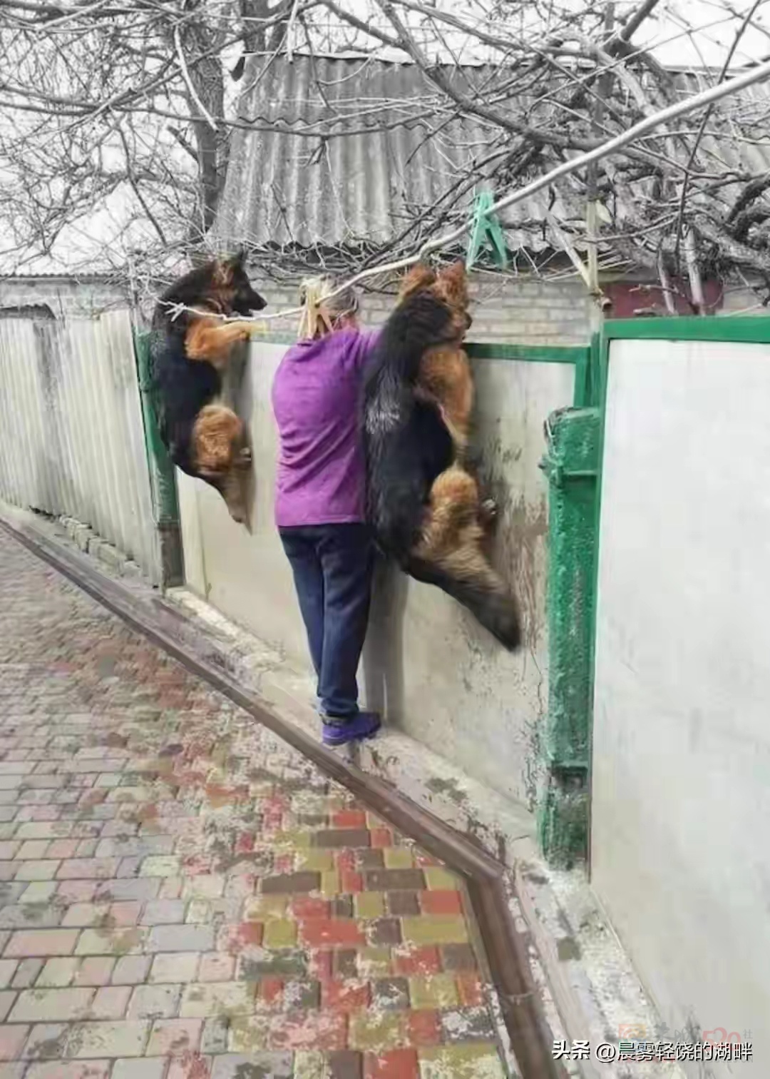 周末愉快！告告，晚安275 / 作者:猛龙 / 帖子ID:317709