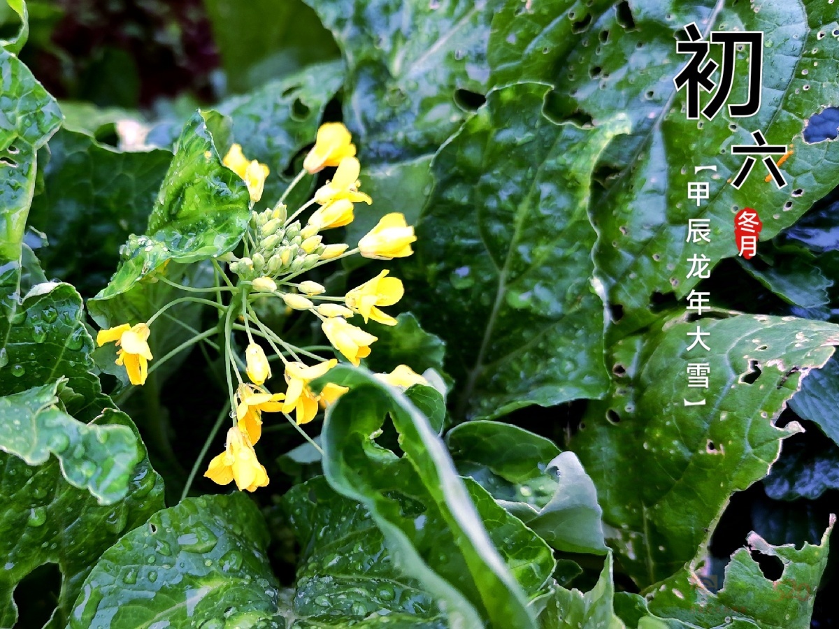 今日大雪532 / 作者:光影記錄 / 帖子ID:318095
