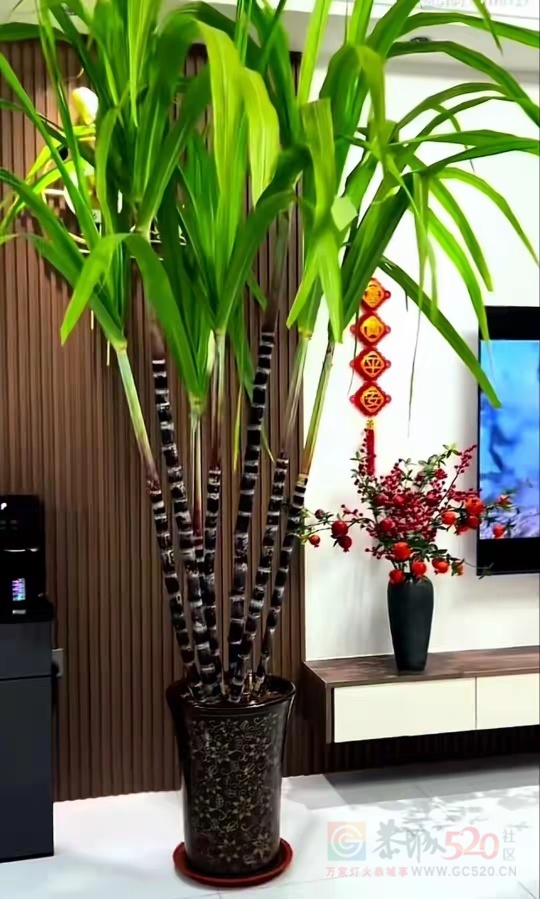 甘蔗做绿植也蛮好看的753 / 作者:猛龙 / 帖子ID:318238